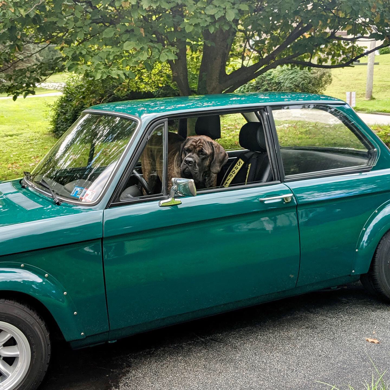 Illustration for article titled Cars & Coffee Also Dog